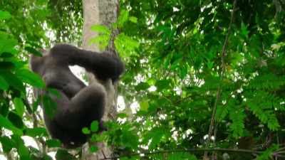They're led by this silverback,
the dominant male. - Our Planet
