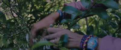 They're like wild African
daisies or something. - Loop Track