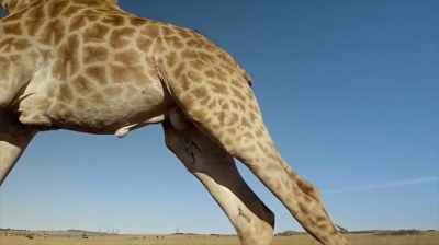 They're magnificent runners, - The Woman Who Loves Giraffes