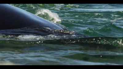 They're making progress, - Our Oceans