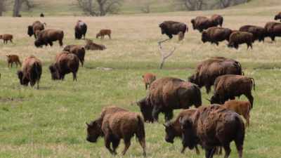 They're massive, but they
can run 35 miles per hour. - The American Buffalo