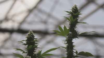 they're much better for getting you high. - Explained