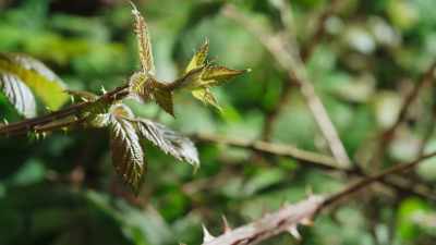 They're much more aggressive
and have backward-pointed hooks - The Green Planet