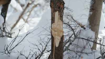 They're not able to
come out here and do - Life Below Zero: First Alaskans