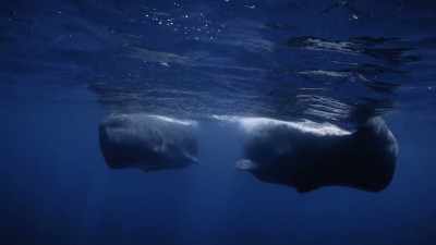 "They're not aggressive, but they let
Brian know he's not exactly welcome..." - Secrets of the Whales
