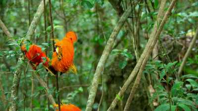They're not exactly friends
but they need one another to succeed. - Dancing with the Birds