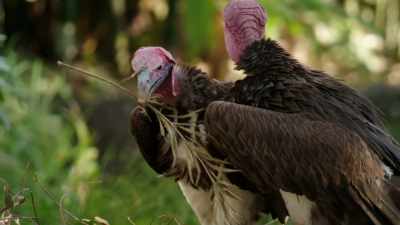 They're not great communicators, - Magic of Disney's Animal Kingdom
