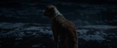 They're not here. - The Call of the Wild