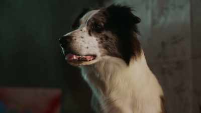 They're not only wanting to rob
the Larrabys' place, - Junkyard Dogs