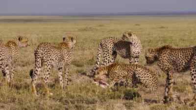 They're now old enough
to hunt for themselves, - Predators