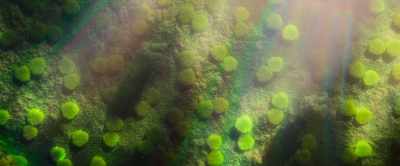 They're packed with the
green pigment chlorophyll, - Our Universe