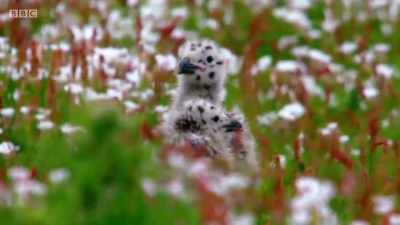They're precocious
and love to explore. - Wales: Land of the Wild