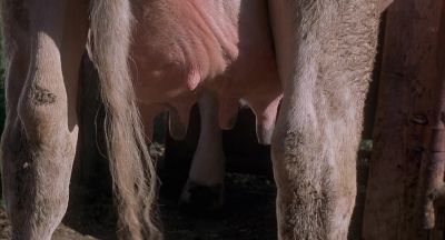 They're pretty good except for one little problem - Napoleon Dynamite