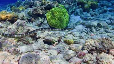 They're pretty
voracious predators. - Protecting Paradise: The Story of Niue