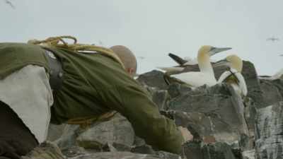 They're protected by
dagger-like bills - Wild Ways of the Vikings