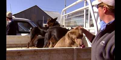 They're quite intensely
selected for their brains - Koko: A Red Dog Story