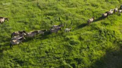 They're regularly on the move, - Wild Isles