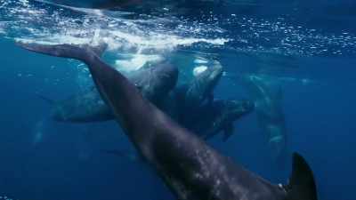 They're relatives of the orca, - Blue Planet II