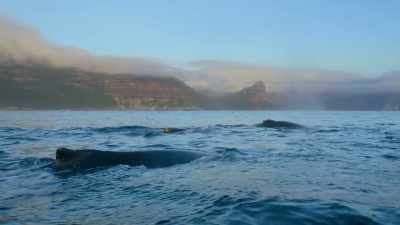 They're returning
to their ancestral feeding grounds, - Our Planet