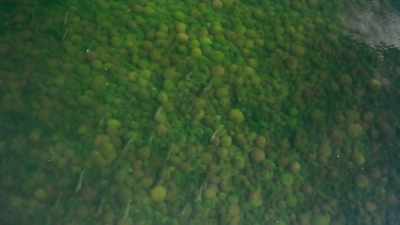 They're safe from swans, - The Green Planet