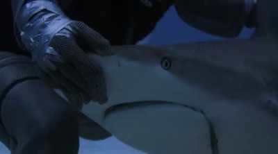 They're so sensitive that rubbing
them seems to lull the shark to sleep. - Shark Attack Files