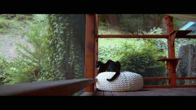 They're either sleeping here, - Cat Daddies