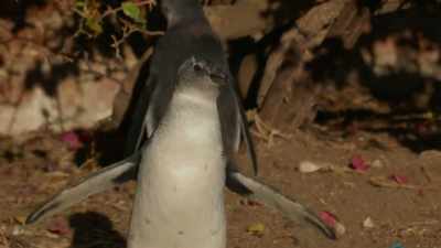 They're small... - Penguin Town