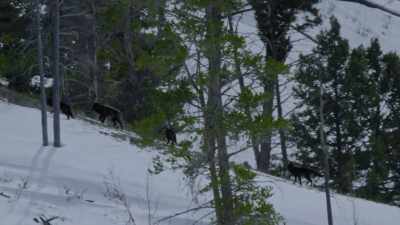 They're staging for an ambush
just as night is falling. - Epic Yellowstone