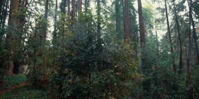 - They're standing, walking,
and flying with the trees, - Birdemic 3: Sea Eagle