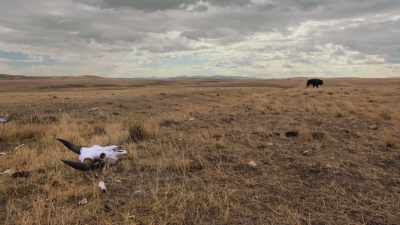 They're taking away
our grocery store, - The American Buffalo
