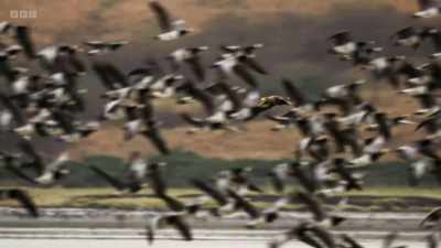 They're testing the geese,
trying to identify a weak one. - Wild Isles