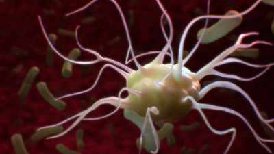 They're the messengers
of the immune system, - Human: The World Within
