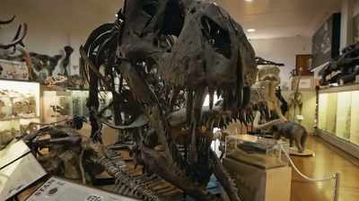 THEY'RE THE MYSTICAL DRAGONS,
AND I FOUND ONE. - Dino Hunters