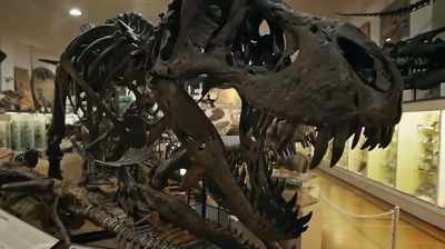 THEY'RE THE MYSTICAL DRAGONS,
AND I FOUND ONE. - Dino Hunters