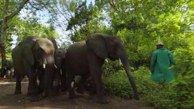 They're there to protect
an animal that will - Why on Earth