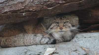 They're very grumpy.
They're nature's grumpy cat. - Secrets of the Zoo