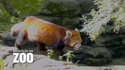 They're very hungry today.
(laughs) - Secrets of the Zoo