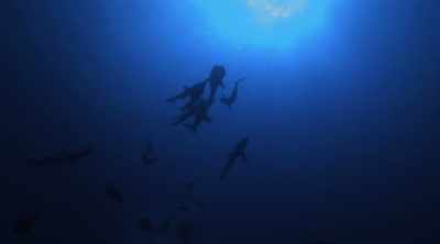 They've all been observed
to seemingly work together. - Shark Attack Files