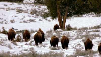 They've always been
hunted by humans; - The American Buffalo