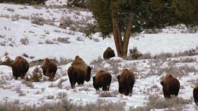 They've always
been hunted by humans; - The American Buffalo