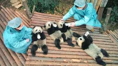 They've been carefully bred - Pandas