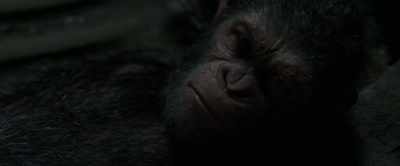 They've been forcing us to work! - War for the Planet of the Apes