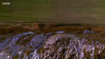 They've been working hard
to feed their hungry brood. - Wales: Land of the Wild