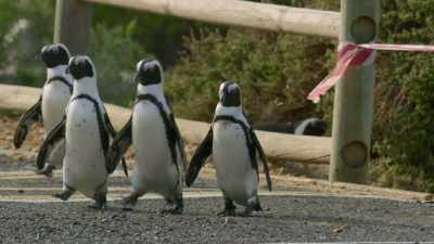 They've claimed
this shortcut as their own... - Penguin Town