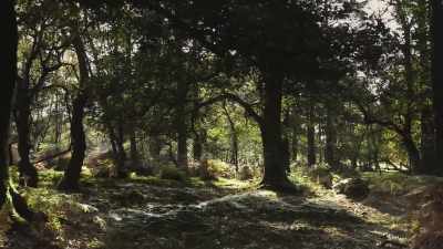 They've discovered that trees
not only send nutrients along it - The Green Planet