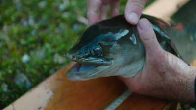 They've evolved incredible senses
to help them find their prey. - Modern Dinosaurs