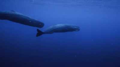 "They've had few babies
survive to adulthood." - Secrets of the Whales
