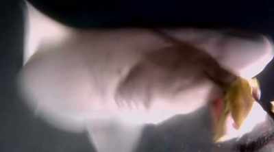 They've got these small,
beady eyes, big head, - Shark Attack Files