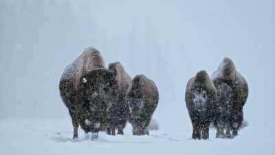 They've lived in
Yellowstone continuously - Yellowstone: One-Fifty