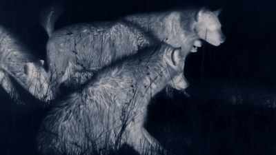 -They've tracked her down.
-(HYENAS LAUGHING) - Dynasties